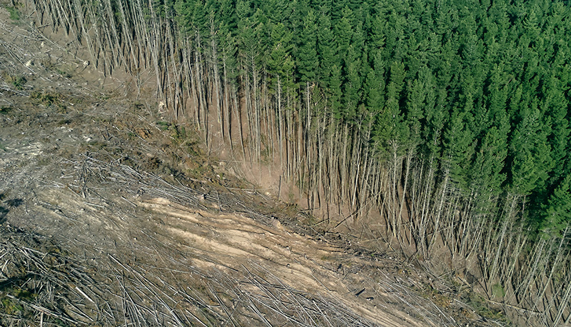 Deforestation in Victoria, Australia